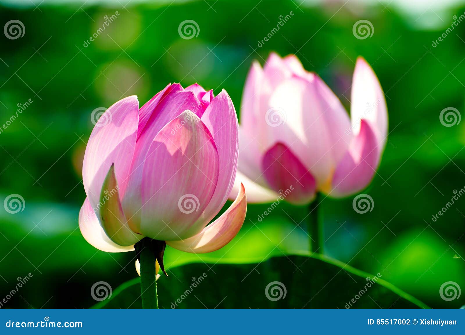 twain pretty lotus flowers
