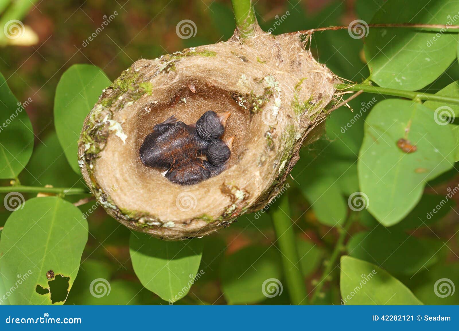 Twee babykolibrie in het nest. 2 dagen oude baby van rufous-De steel verwijderde kolibrie in het nest, Costa Rica, Midden-Amerika