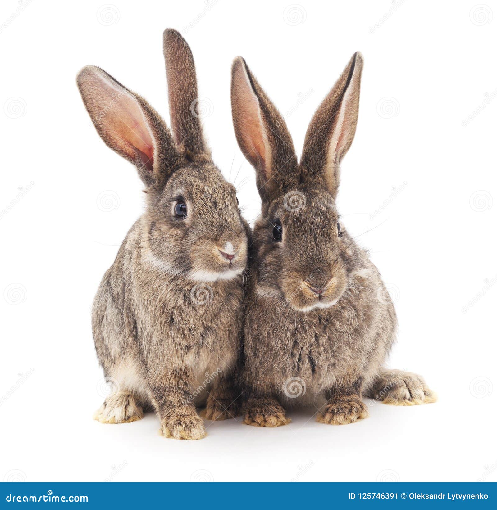 Twee grijze konijnen op een witte achtergrond