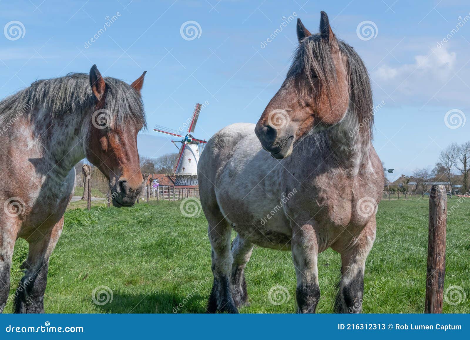 Roos het einde Voorspeller Twee Grote Paarden Met Traditionele Windmolen Stock Afbeelding - Image of  windmolen, traditioneel: 216312313