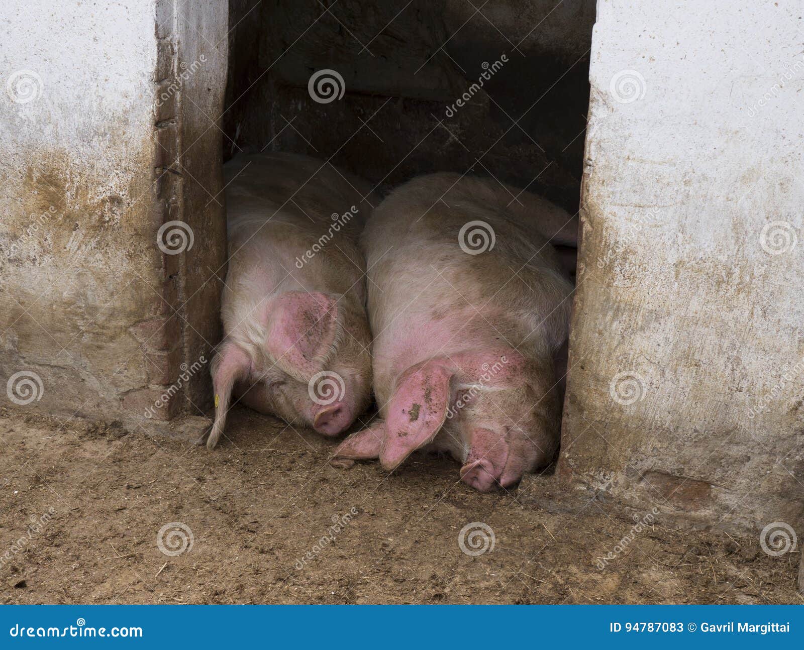 13 свиней. Две хрюшки спят. Два спящих поросенка. Спящий поросенок. Две сонные свиньи.