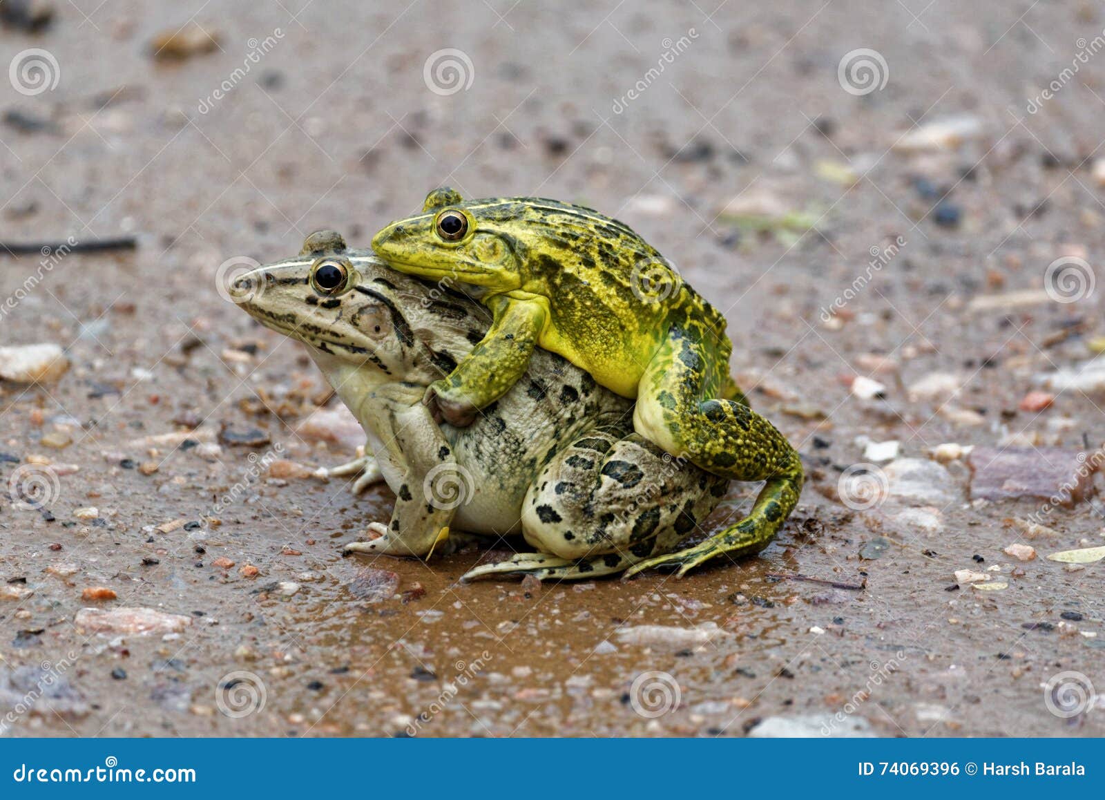 Twee het trillende kikkers koppelen. Het is het regenachtige seizoen en daarom bronst voor de kikkers