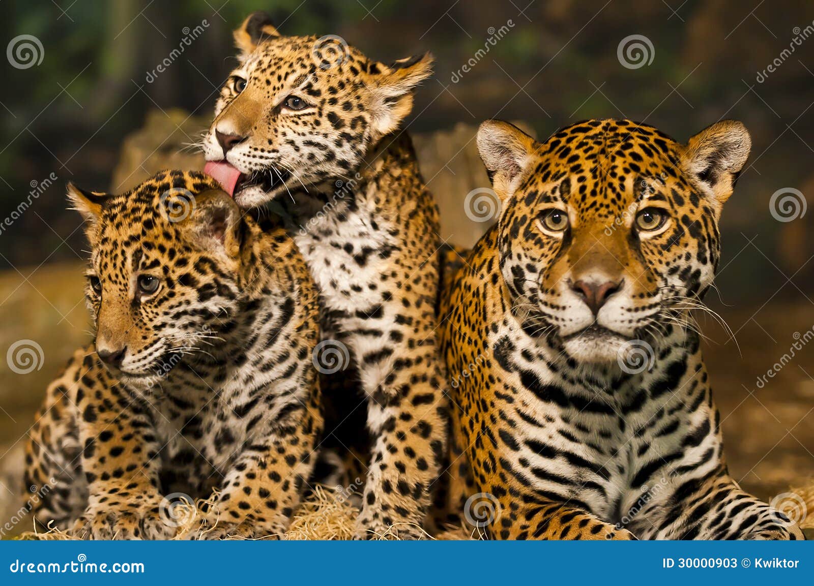 De Familie Van Jaguar Stock Afbeelding. Image Of Luipaard - 30000903
