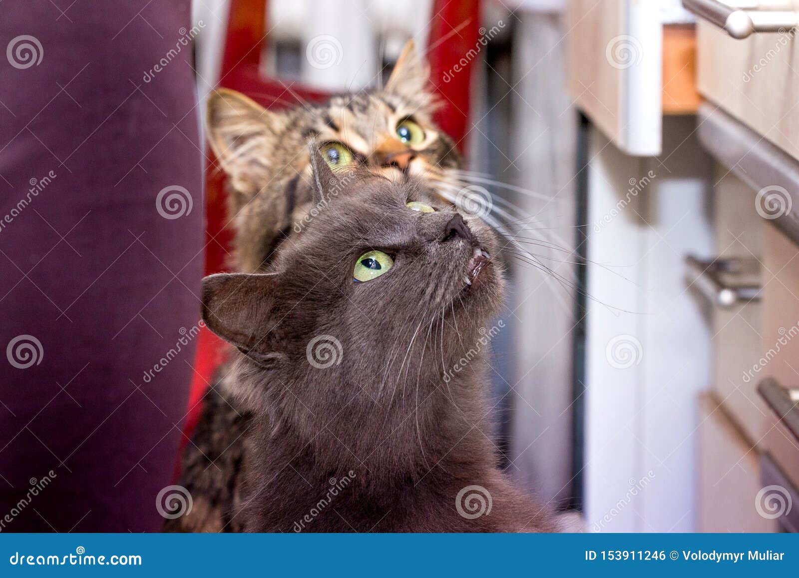 Twee Katten in De Keuken Zijn Op Hun Achterste Benen En Vragen Om Food ...