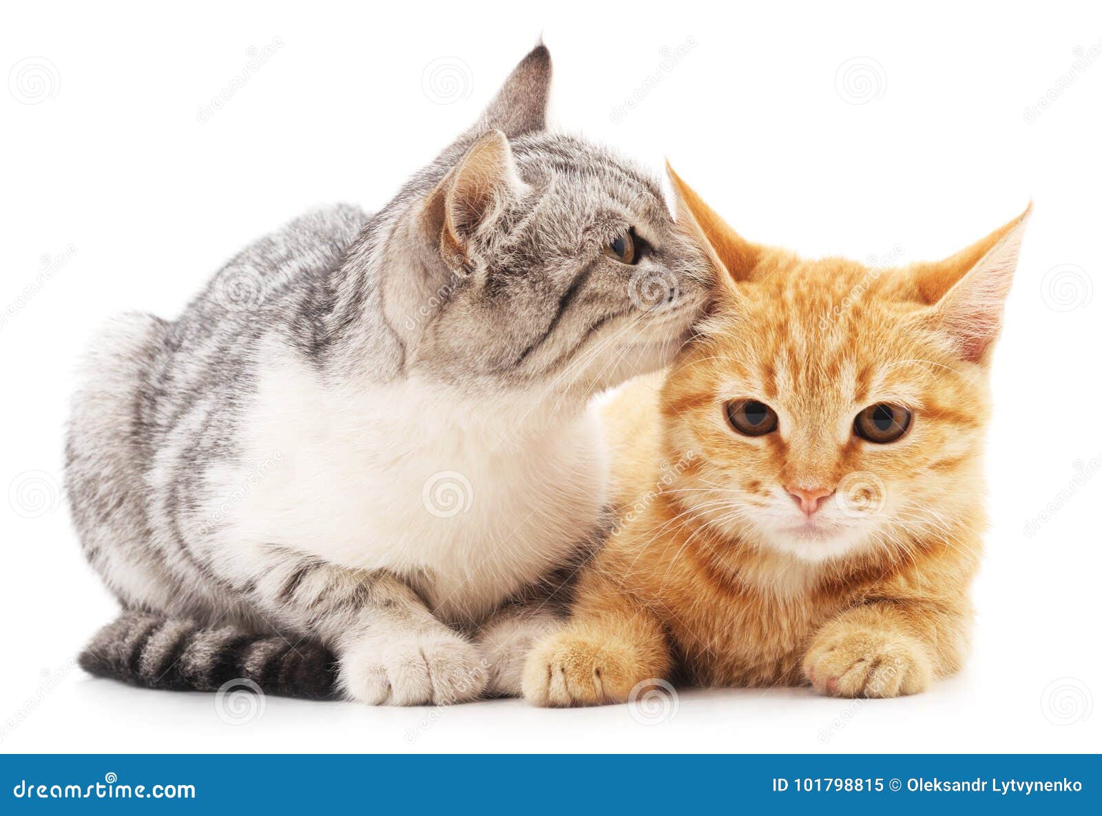 Pakistaans bureau Gevoel van schuld Twee kleine katjes stock afbeelding. Image of katten - 101798815