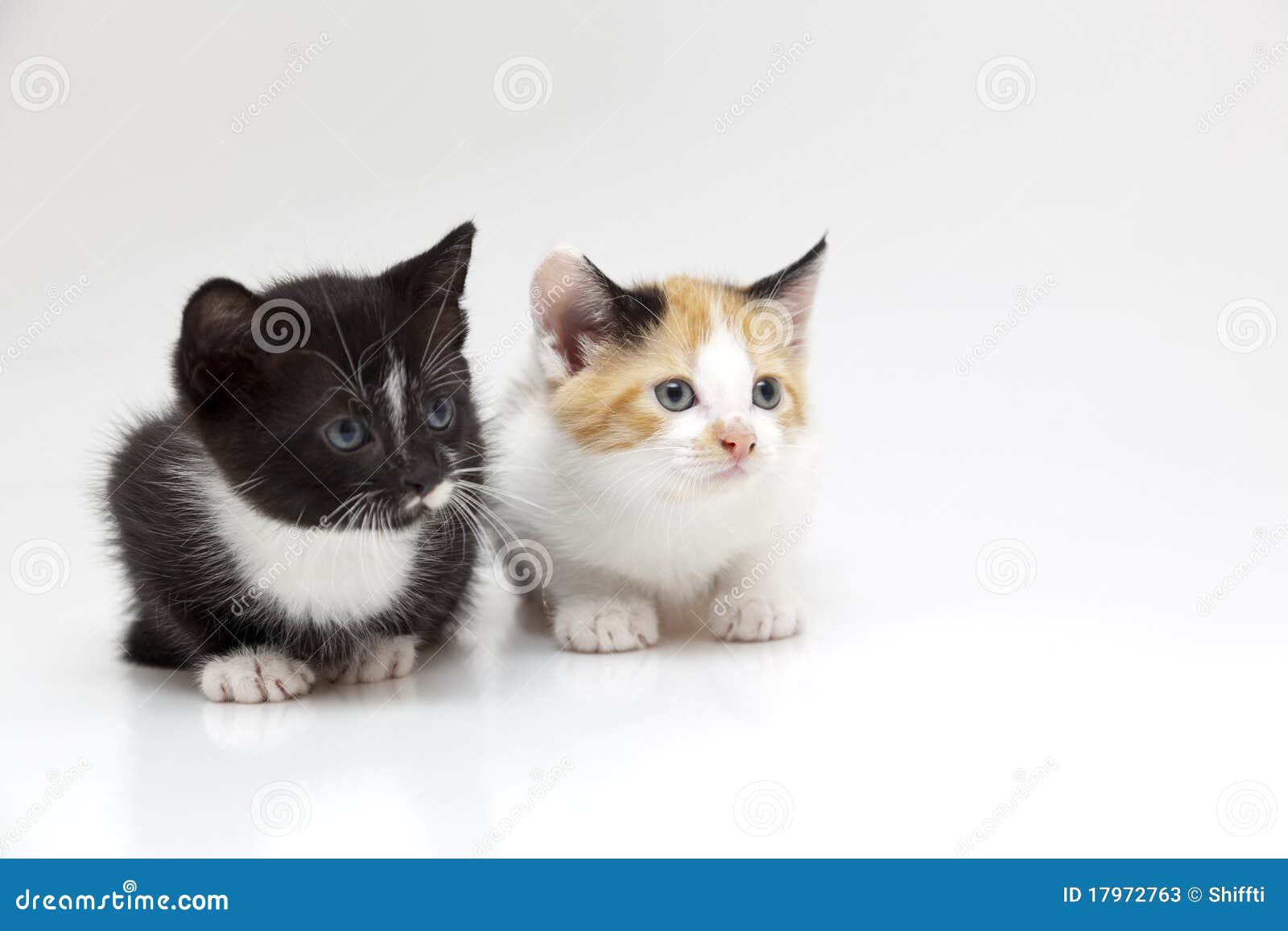 Aarzelen Haalbaar Indringing Twee kleine katten stock afbeelding. Image of gezichts - 17972763
