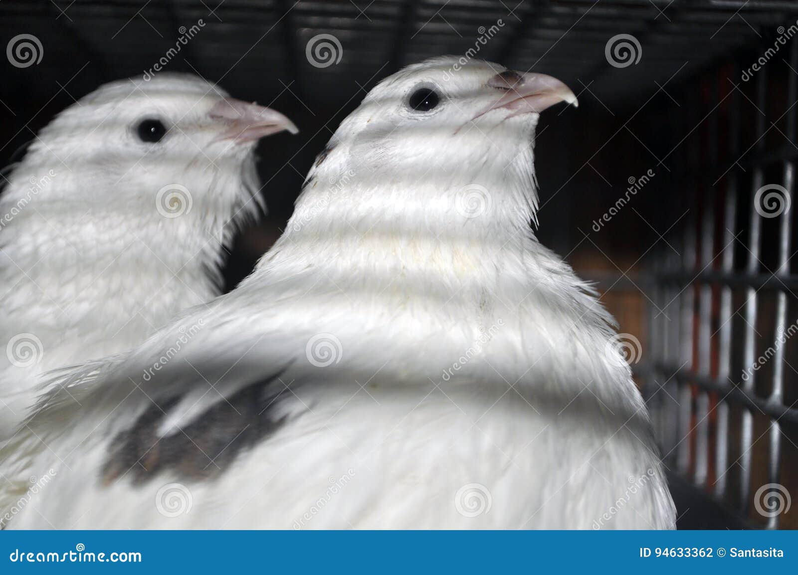 Twee Kwartels Van Texas in Een Kooi Andere Stock Image of landbouwbedrijf, delicatessenwinkel: 94633362