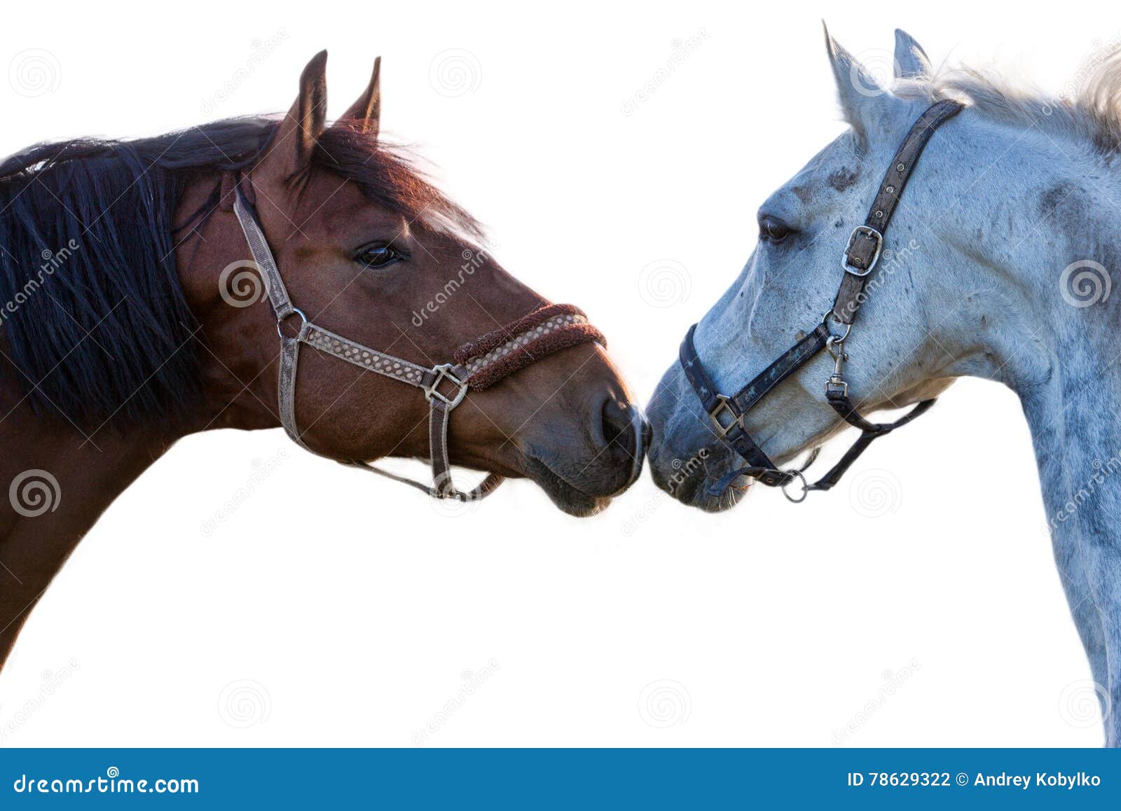 Inconsistent zonnebloem Slordig Twee Paarden Op Een Witte Achtergrond Stock Foto - Image of merrie, paard:  78629322