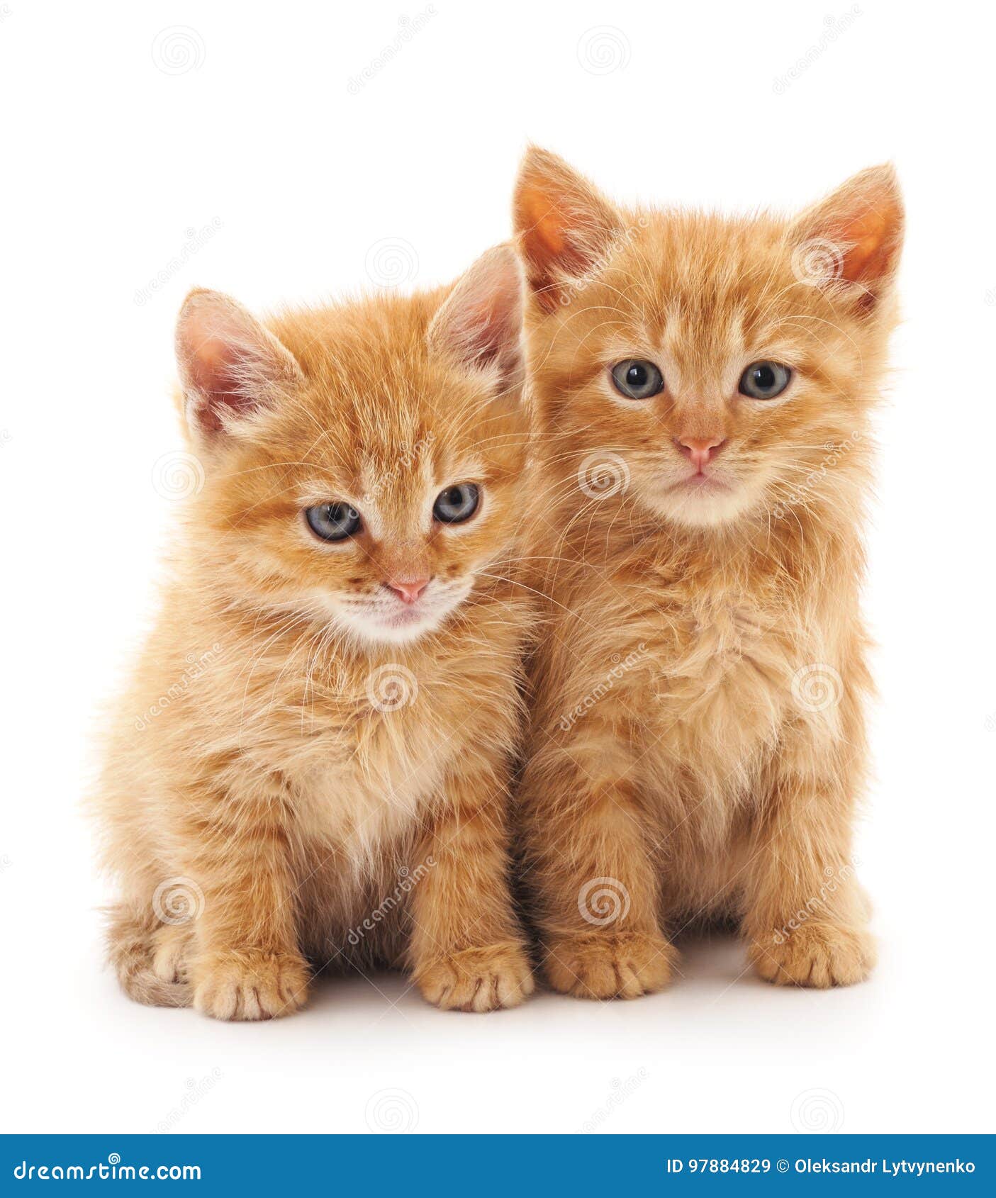 aan de andere kant, Scheiden kool Twee rode katten stock afbeelding. Image of klein, humeur - 97884829