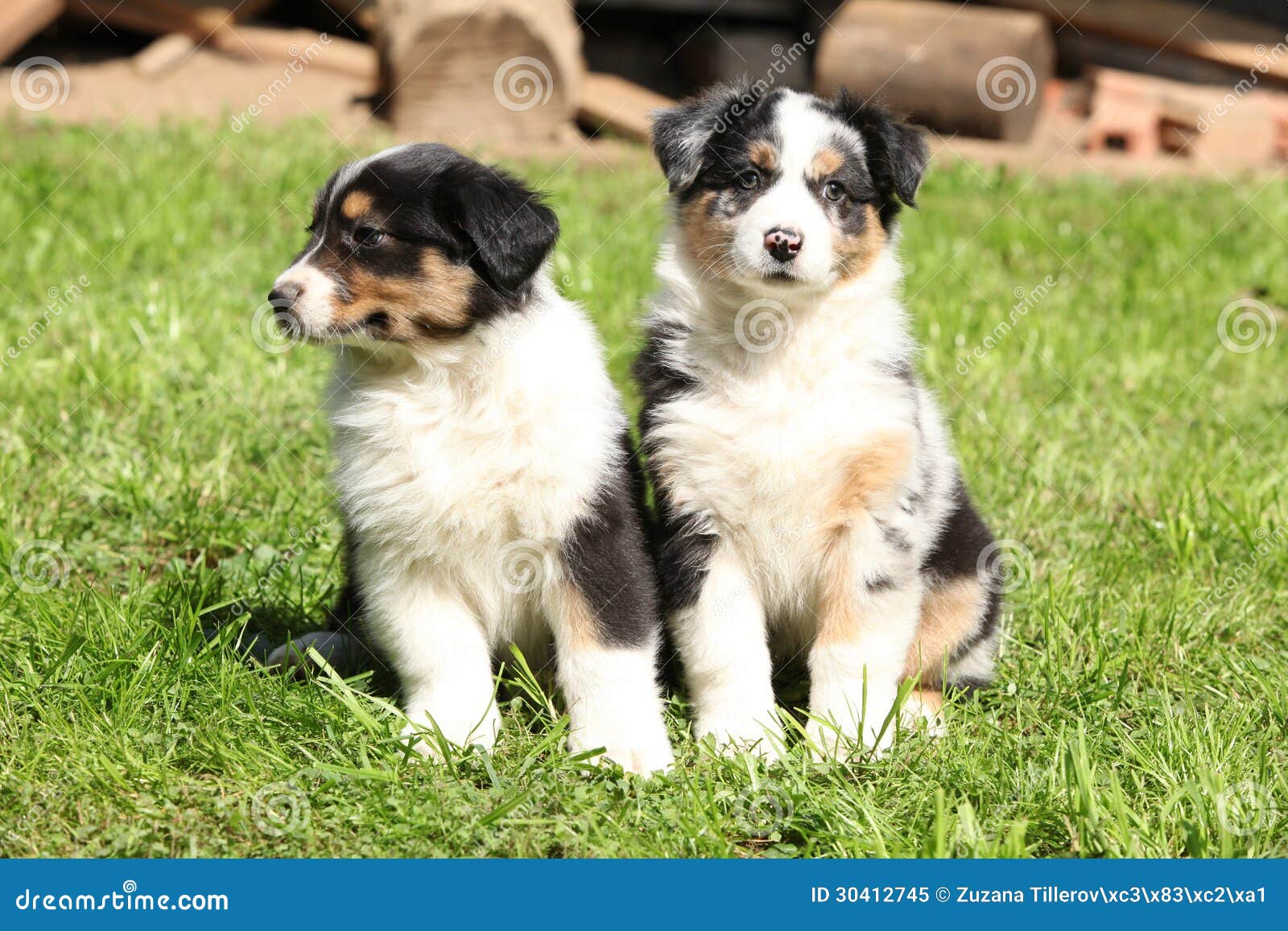 Twee schitterende puppy van Australische herderszitting op groen gras