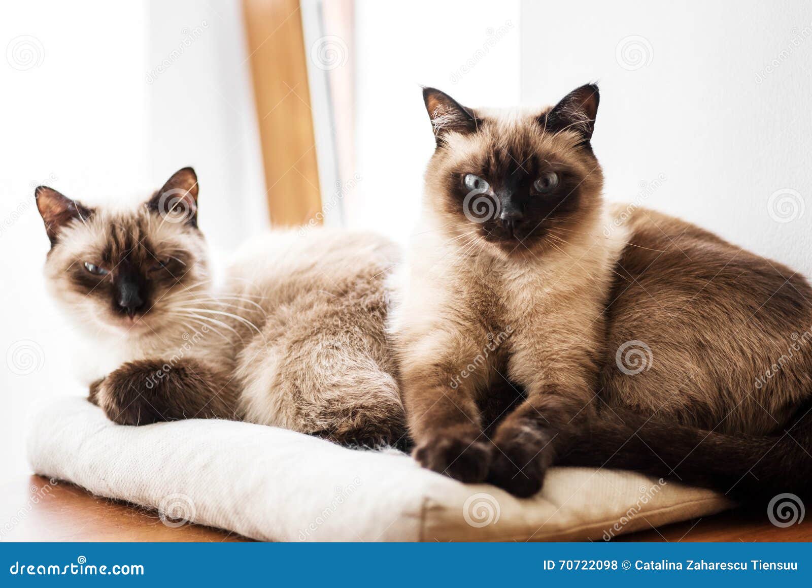 Twee Siamese Als Katten Die Op Een Hoofdkussen Rusten Stock Foto - Image Of  Blauw, Bont: 70722098
