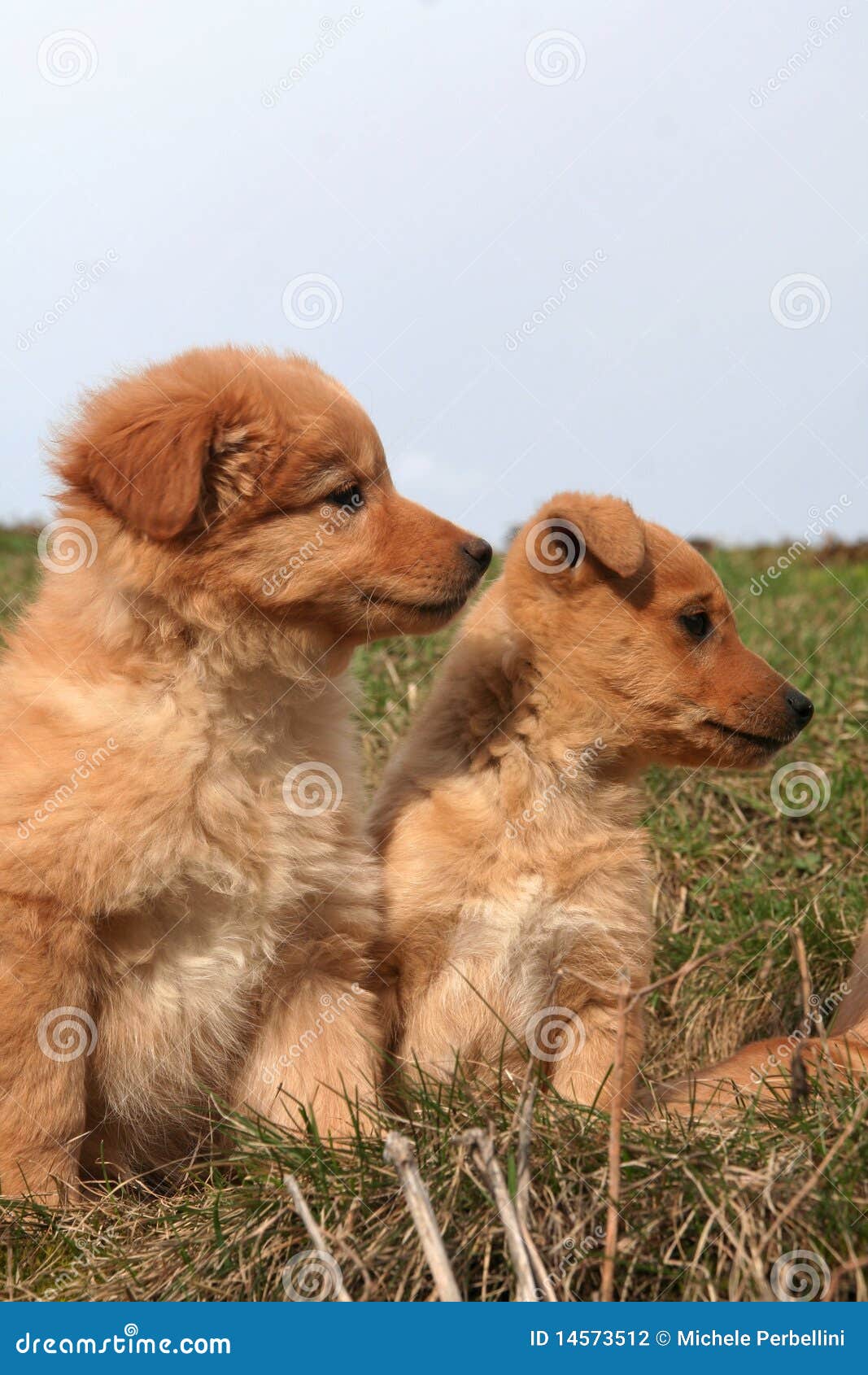 Twee van een hond pupies. Twee leuke van een hond puppy op een landgebied