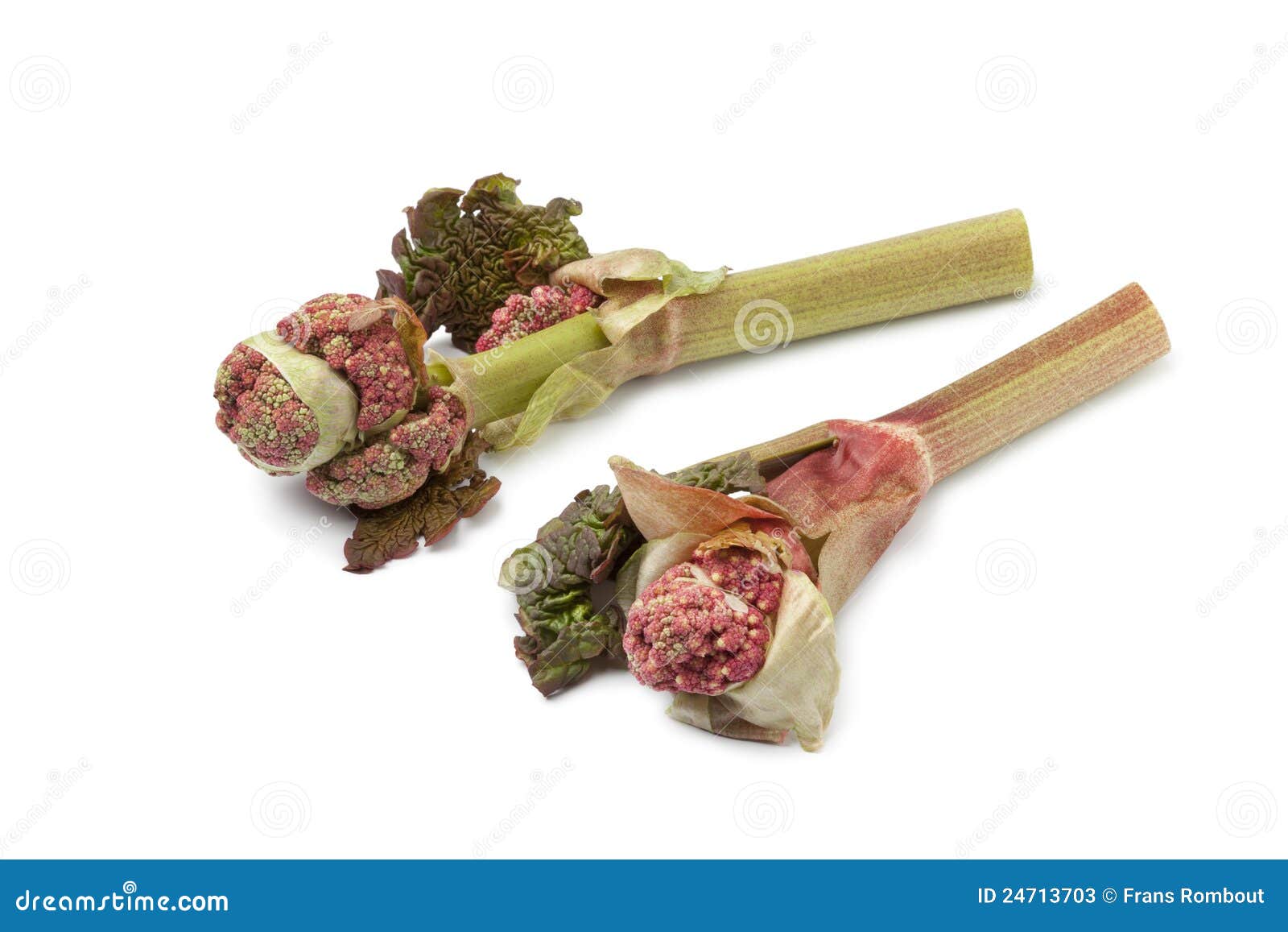 rabarber bloem twee verse bloemen van de rabarber stock afbeelding rabarber bloem twee verse bloemen van de rabarber stock afbeelding