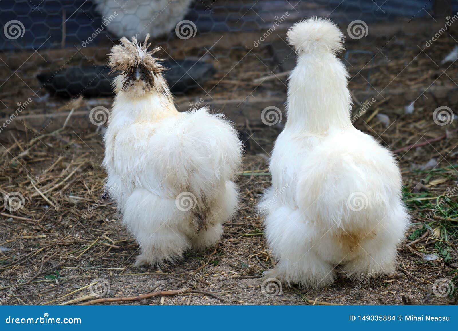 Lauw Zich voorstellen hamer Twee Witte Kleine Kippen Van Silkie, Zeldzame, Sierspecies Van Kippen, in  Een Paddock, in Greci-dorp, Dobrogea, Roemenië Stock Foto - Image of tuin,  vogel: 149335884