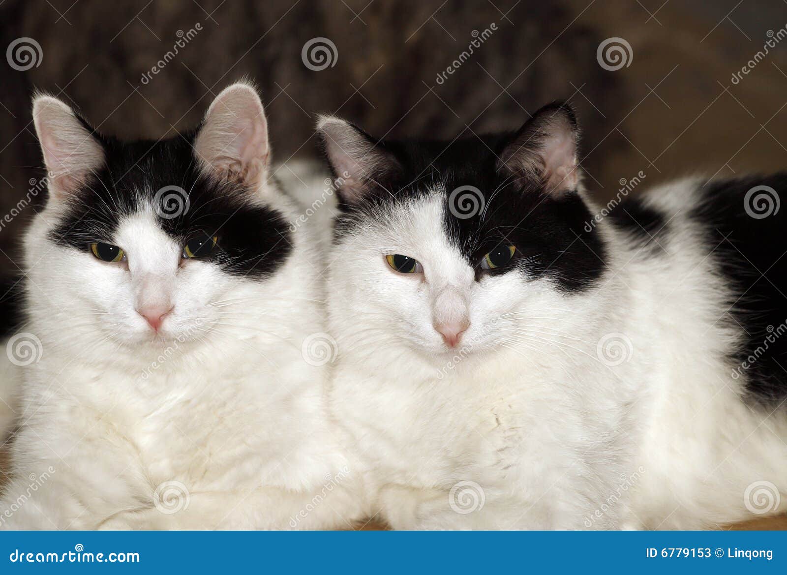 Tweeling katten. stock afbeelding. Image of pluizig, katten - 6779153