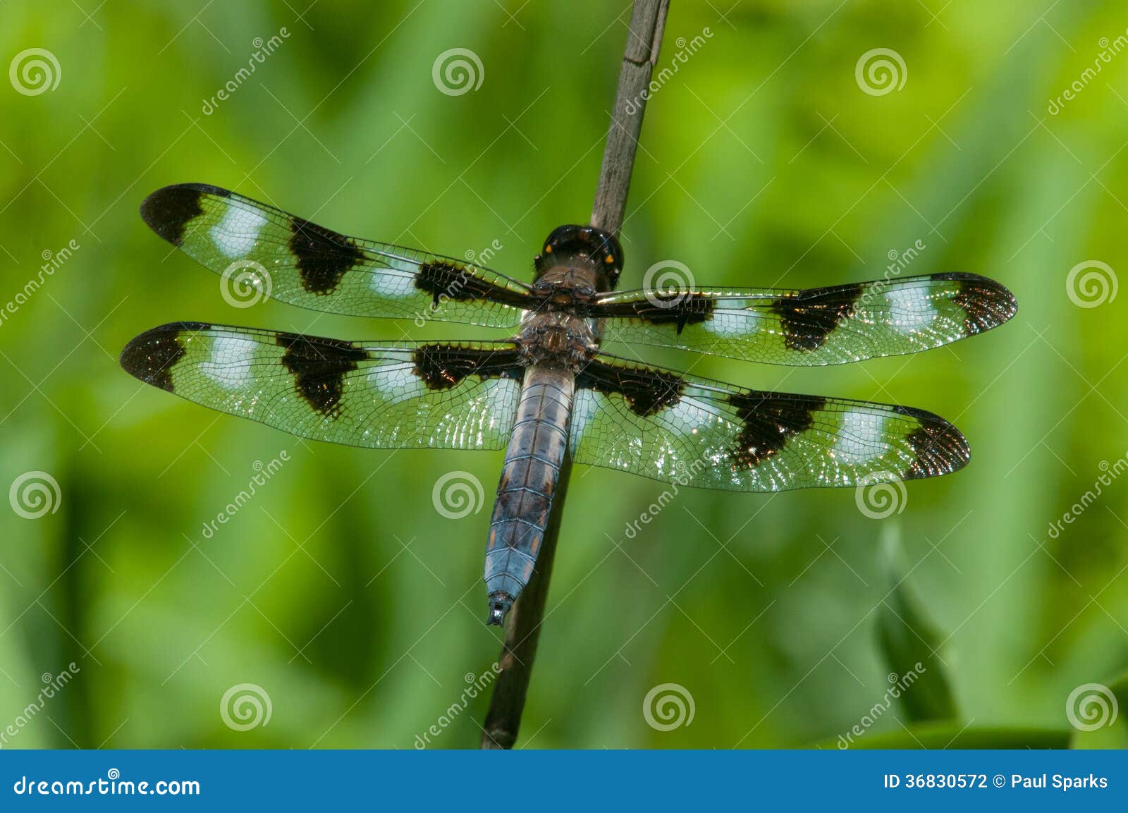 Twelvespotted Skimmer stock photo. Image of insect, summer 36830572