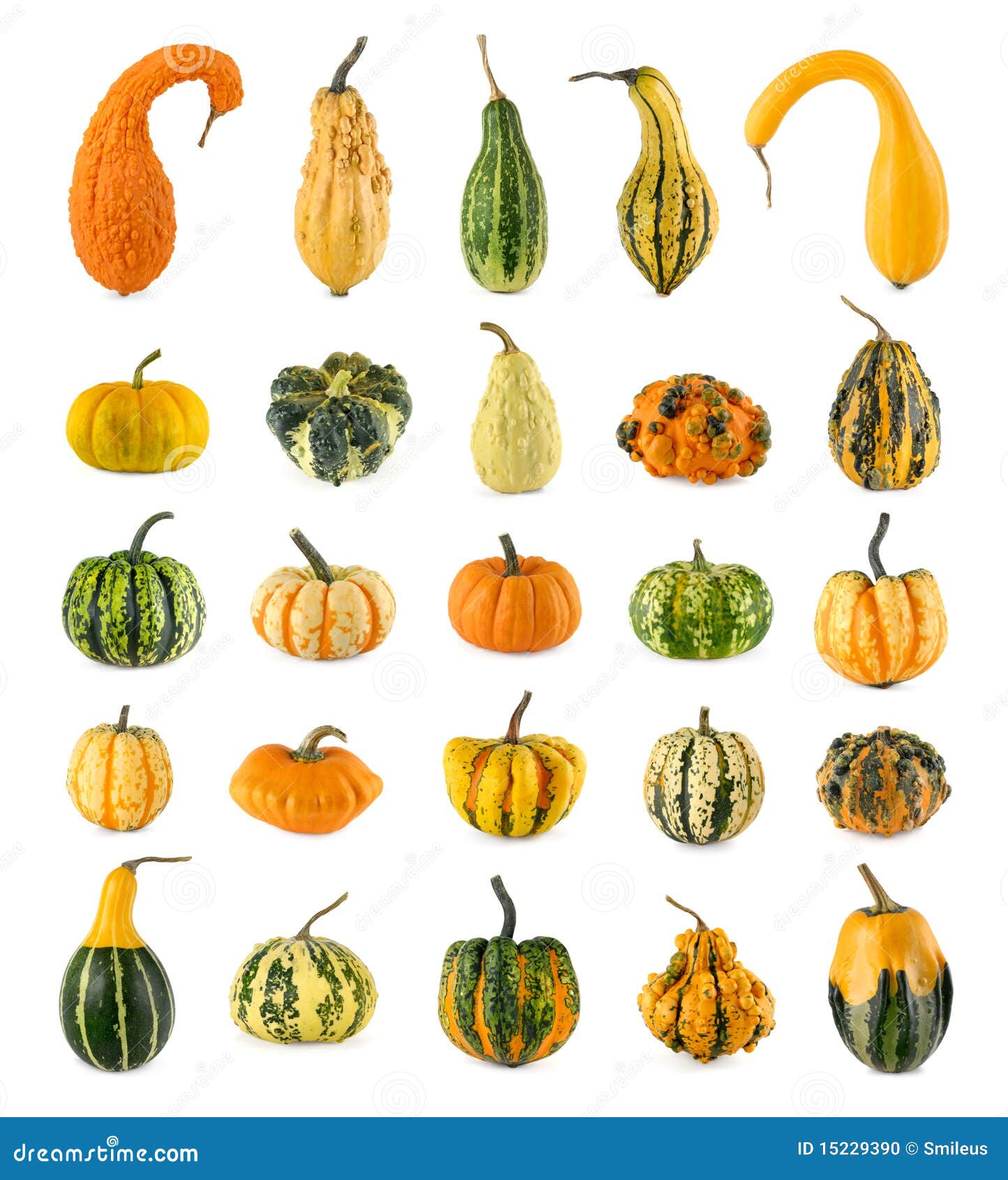 Twentyfive Different Ornamental Pumpkins Stock Photo Image of cutout