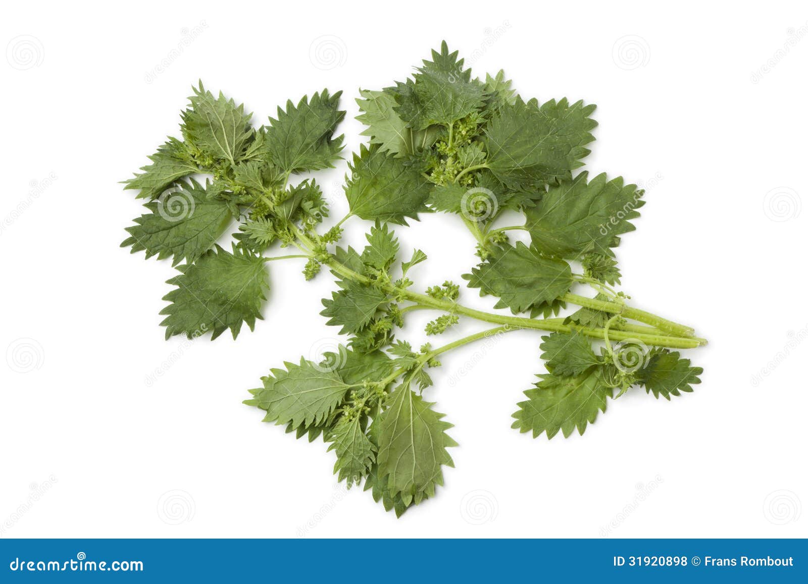 Twgs of stinging nettles stock photo. Image of background - 31920898