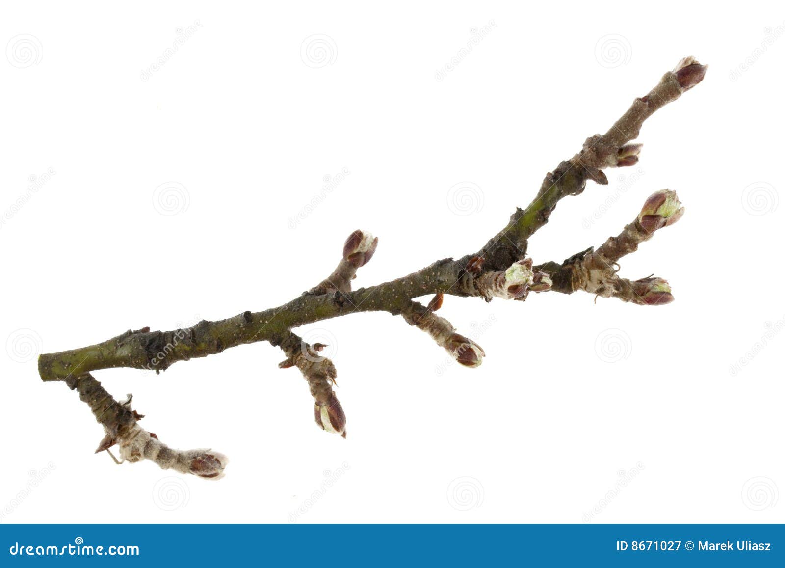 clipart tree buds - photo #39