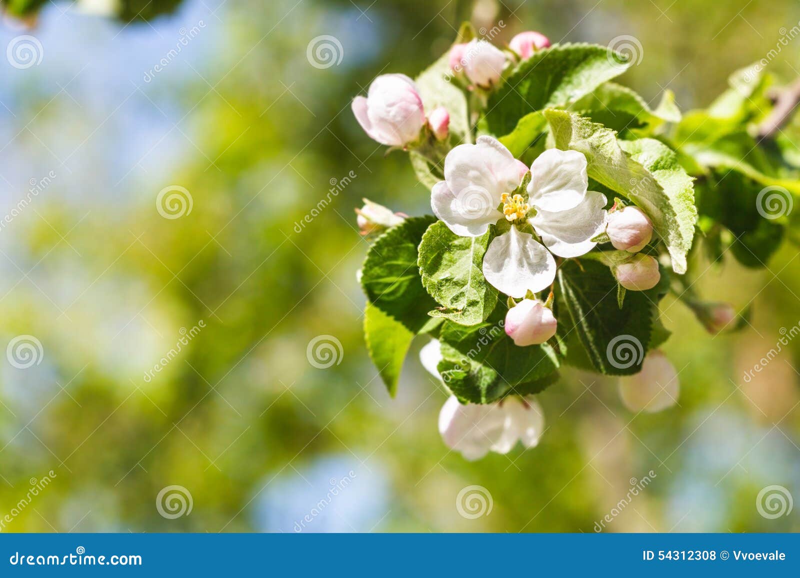 Twig of Apple Tree with White Blossoms Close Up Stock Photo Image of