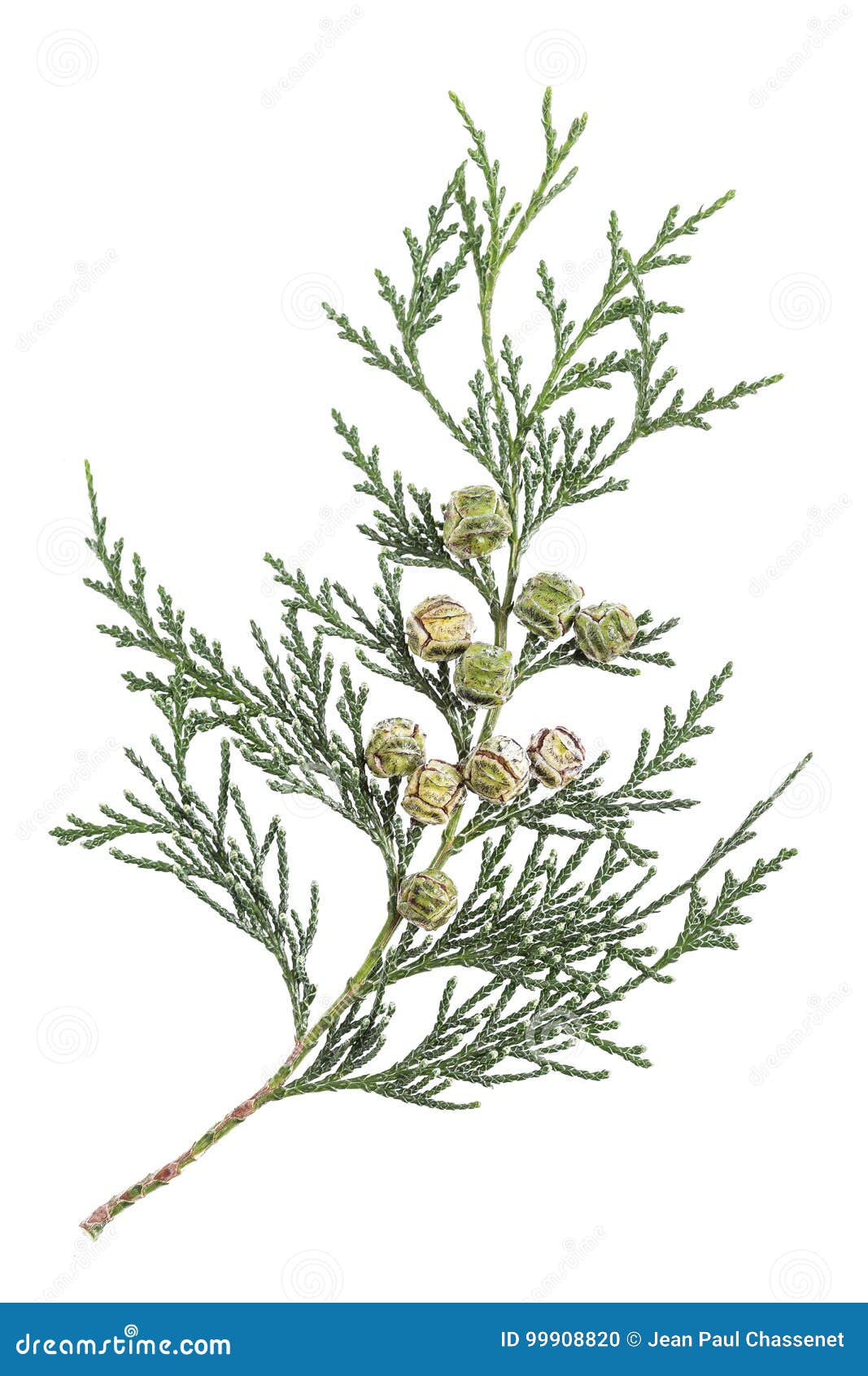 twig branch of cypress with cones  on white
