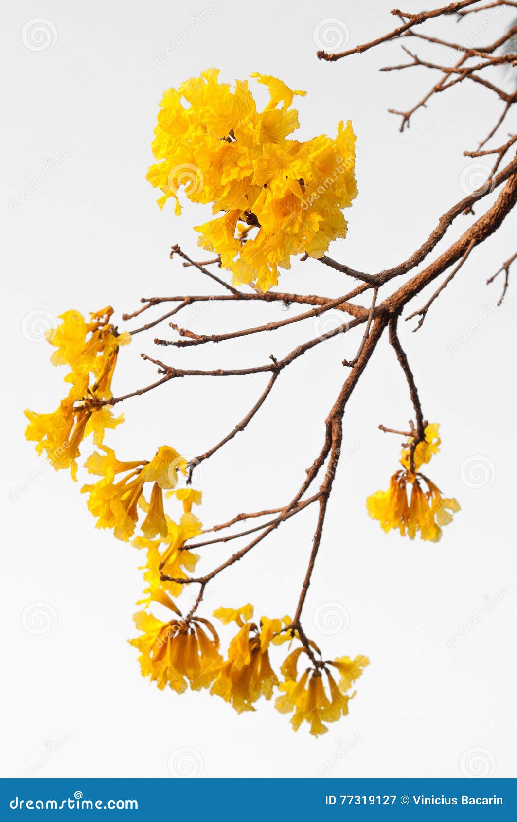 Twig with Flowers Ipe, a Typical Flower Midwestern Brazil Region Stock  Image - Image of tree, branches: 77319127