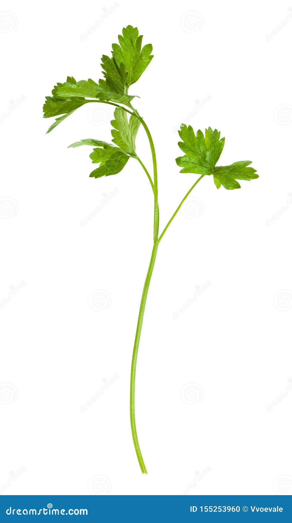 twig of fresh green parsley herb  on white