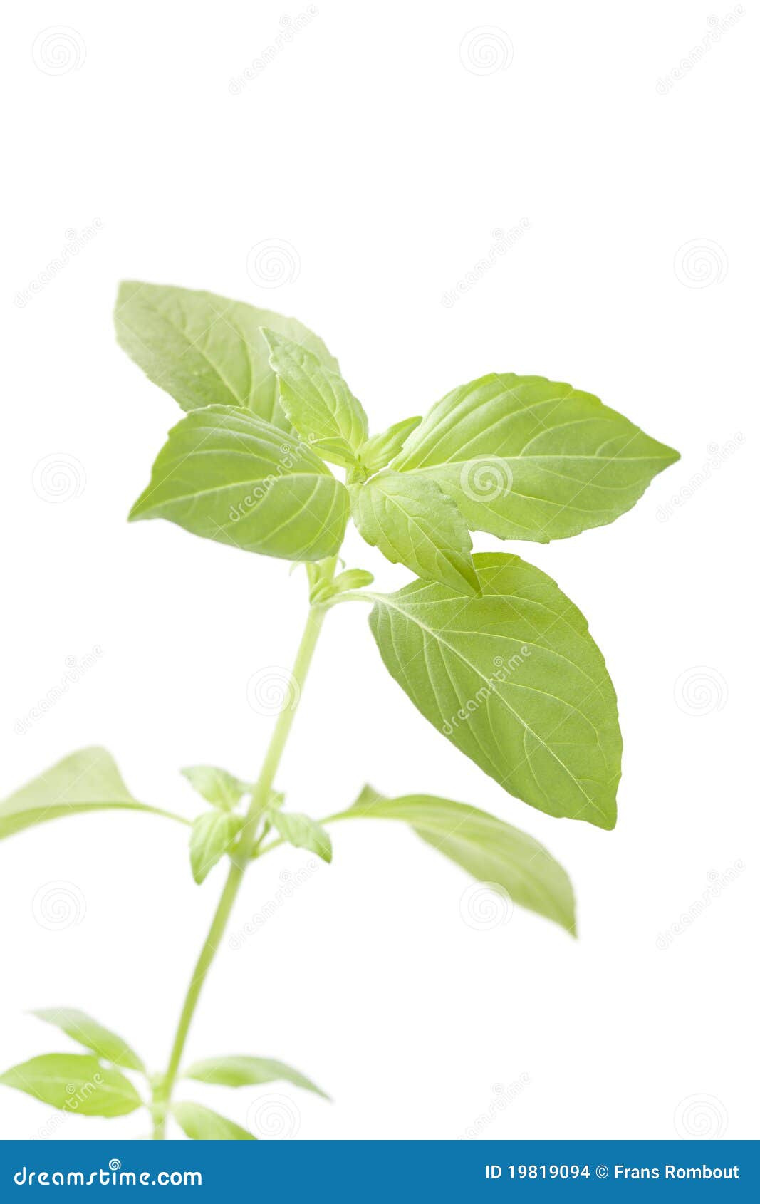 Lemon Basil Holy Ocimum Gratissimum Hoary Thai Lemon Basil Lao Seeds