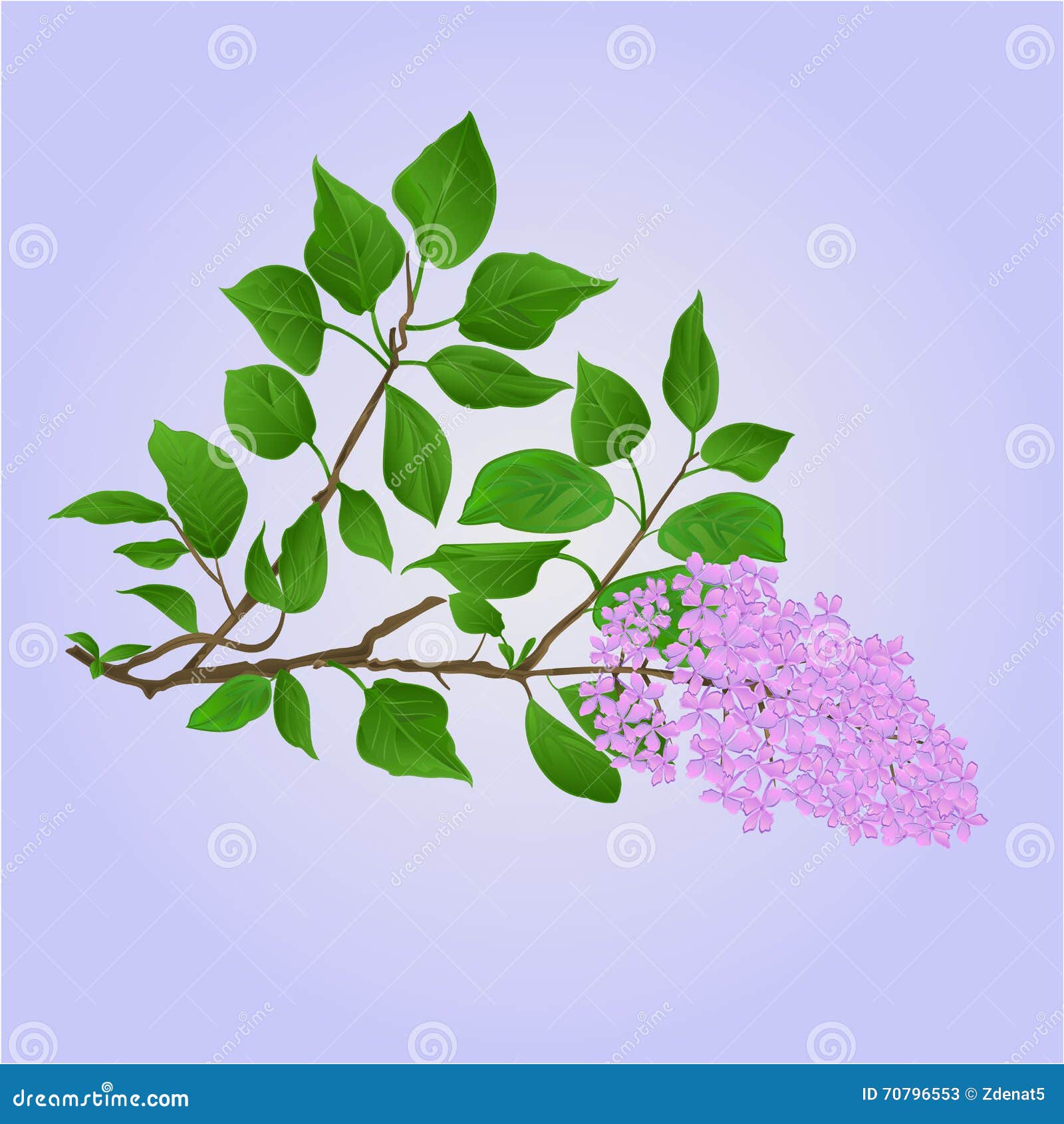 Twig Lilac with Flowers and Leaves Vector Stock Vector - Illustration ...