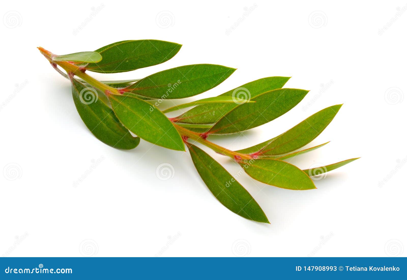 twig of melaleuca, paperbarks, honey-myrtles or tea-tree, bottlebrush.  on white background