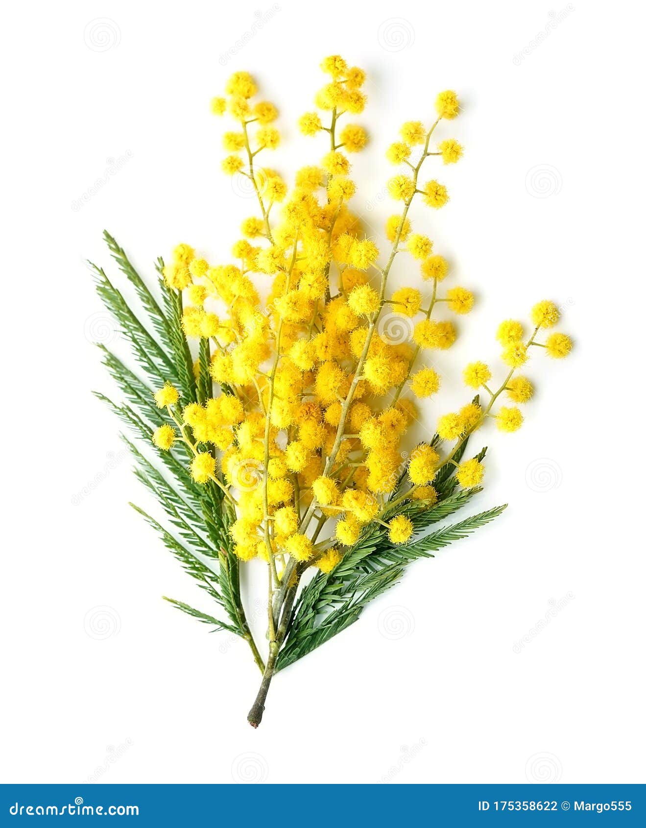 Twig of mimosa flowers stock photo. Image of flowers 175358622