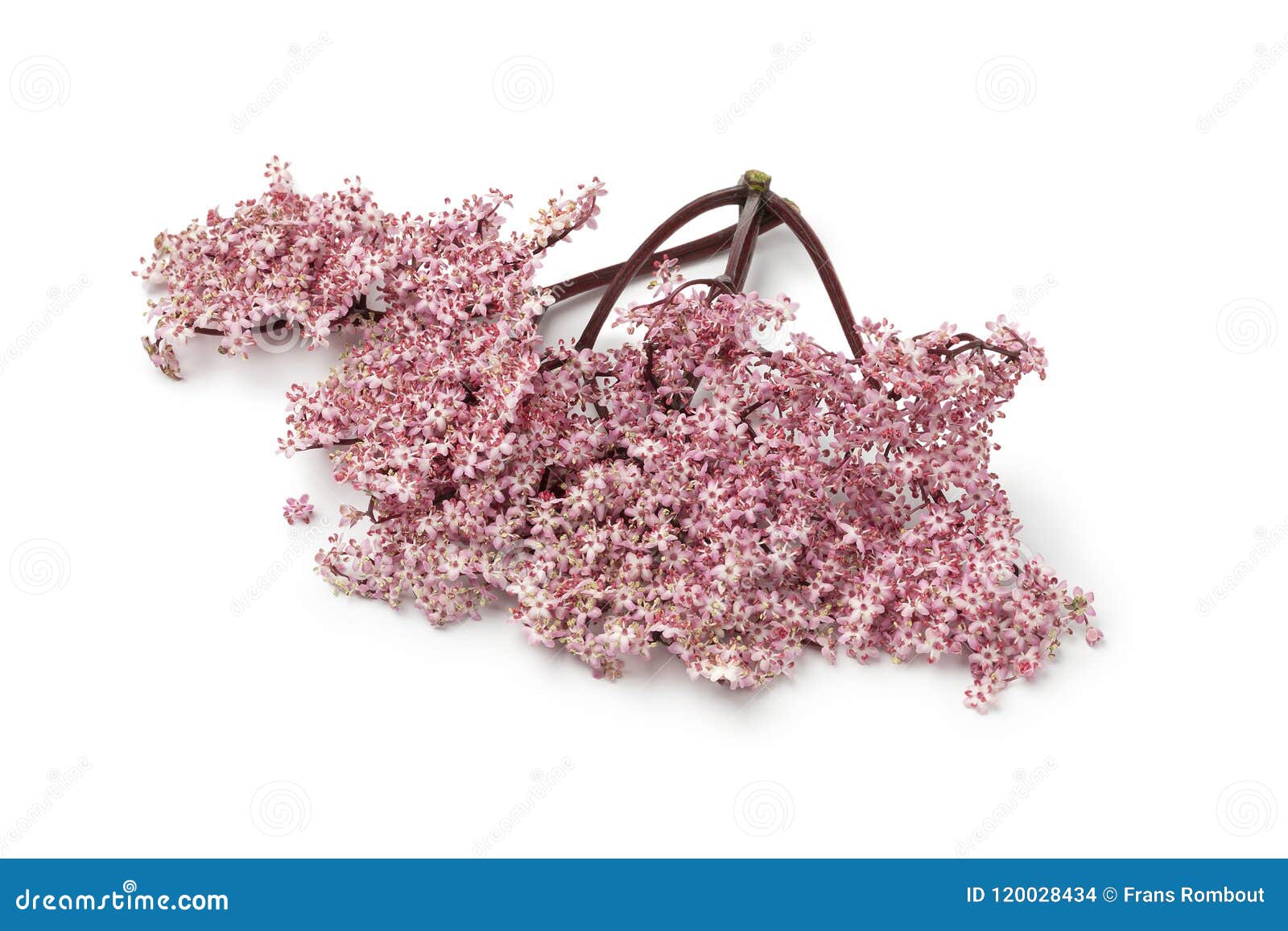 Twig of Pink Elderberry Blossom Stock Photo - Image of background ...