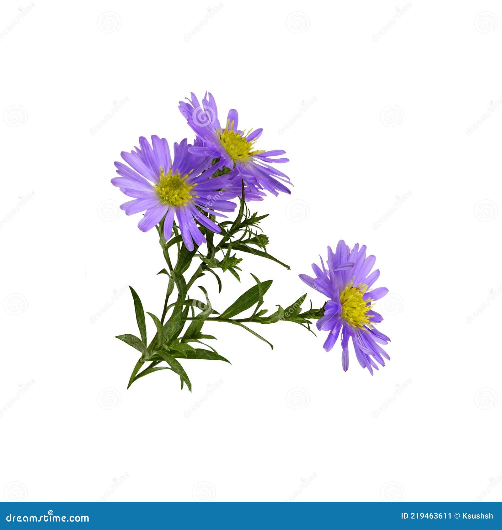 twig of purple aster amellus flowers 
