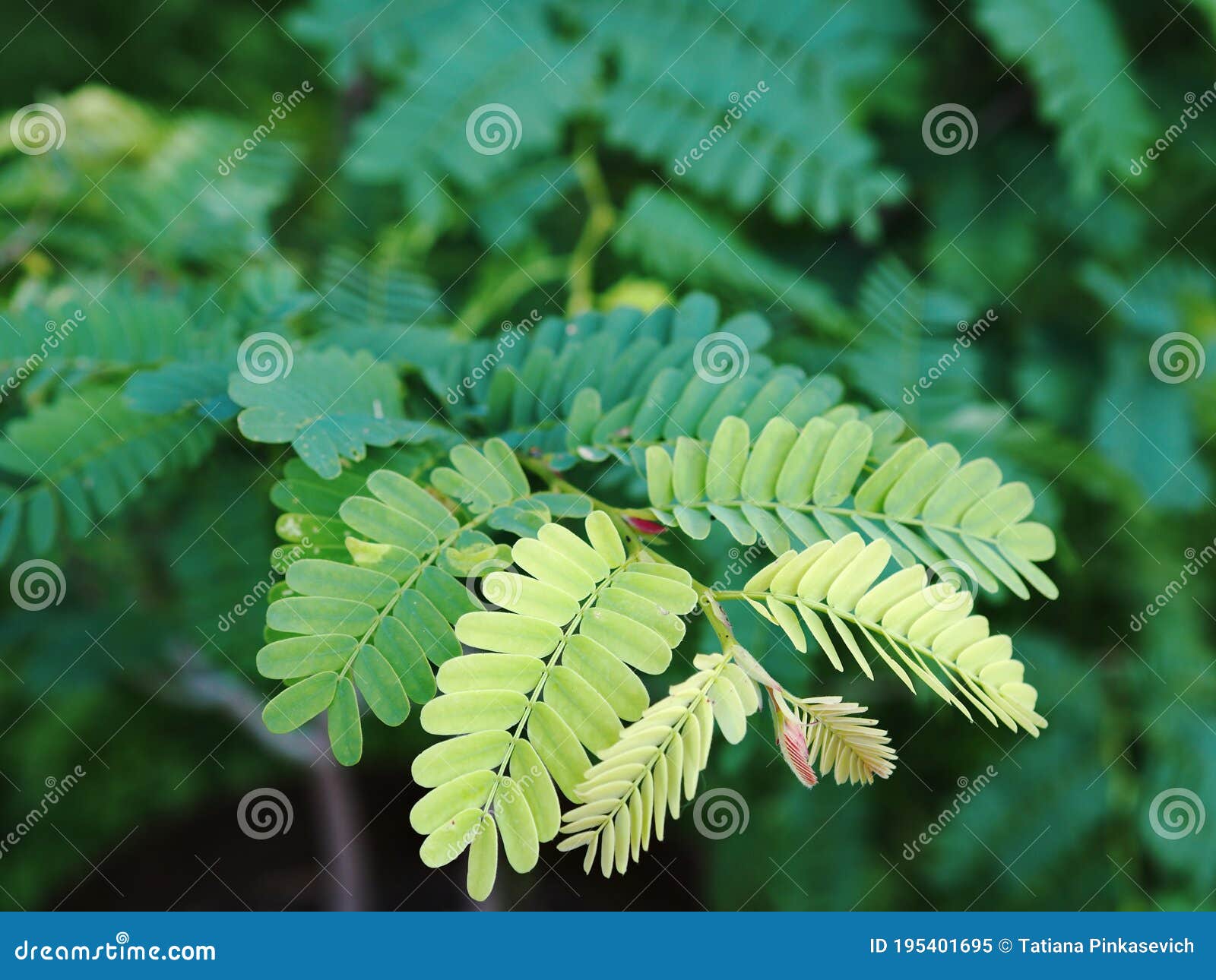 242 Tamarind Trees Nature Plant Photos Free Royalty Free Stock Photos From Dreamstime