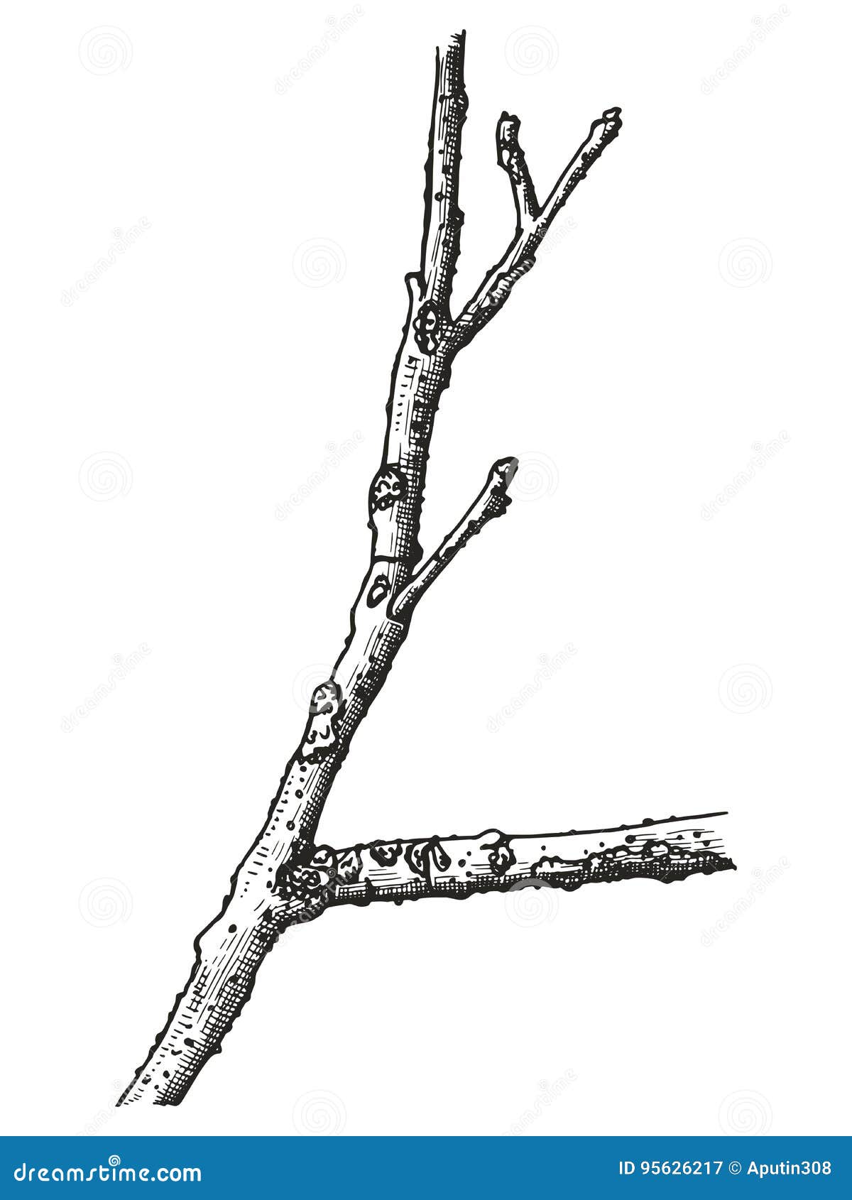 Twig And Leaves Drawing Stock Illustration  Download Image Now  Plant  Leaf Sketch  iStock