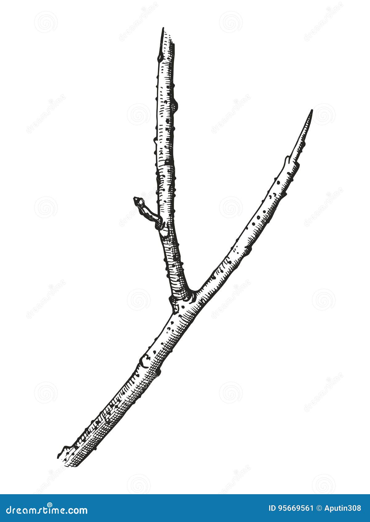 Detailed and precise ink drawing wood twig isolated on white forest  object natural tree branch stick hand drawn driftwood forest floor  pickups Rustic design classic drawing element Vector Stockvektor   Adobe Stock