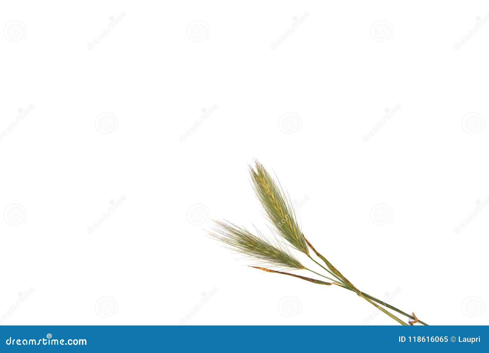 a white background with a twig of field grass