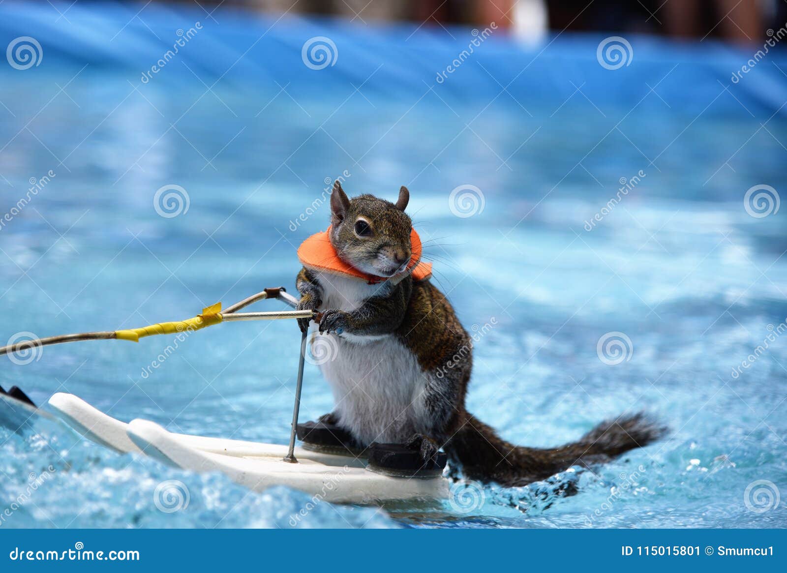 Gratuit Images Twiggy L Ecureuil Pose Tandis Que Ski D Eau Photo Editorial actualisé salutations