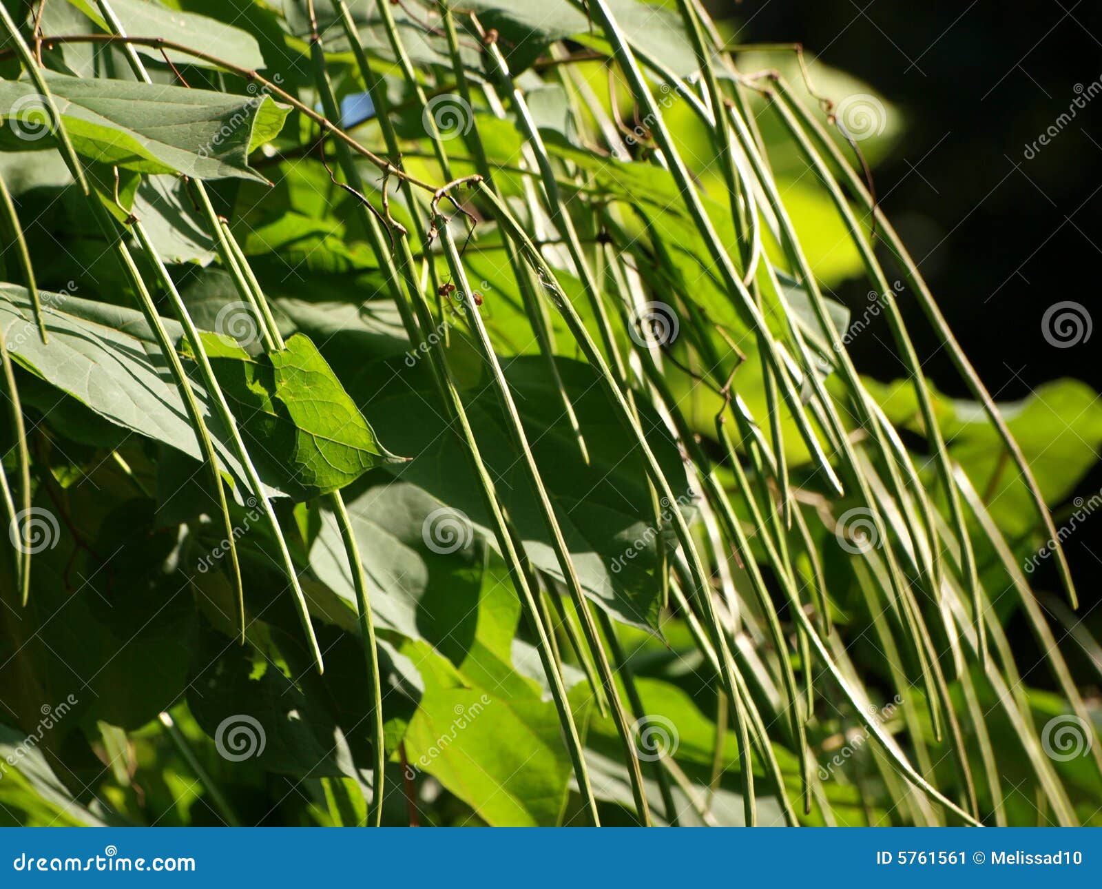 Twigs Of Plants Picture. Image 5761561