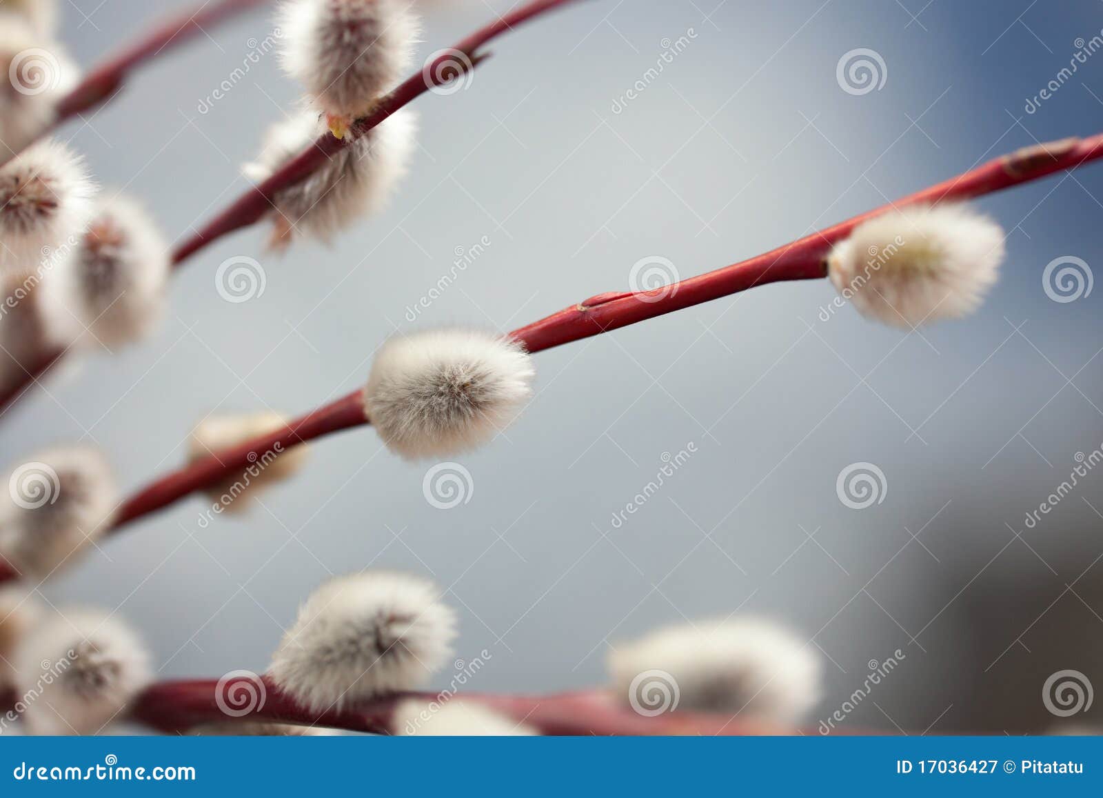 Royalty Free Stock Graphy Twigs Of Pussy Willow
