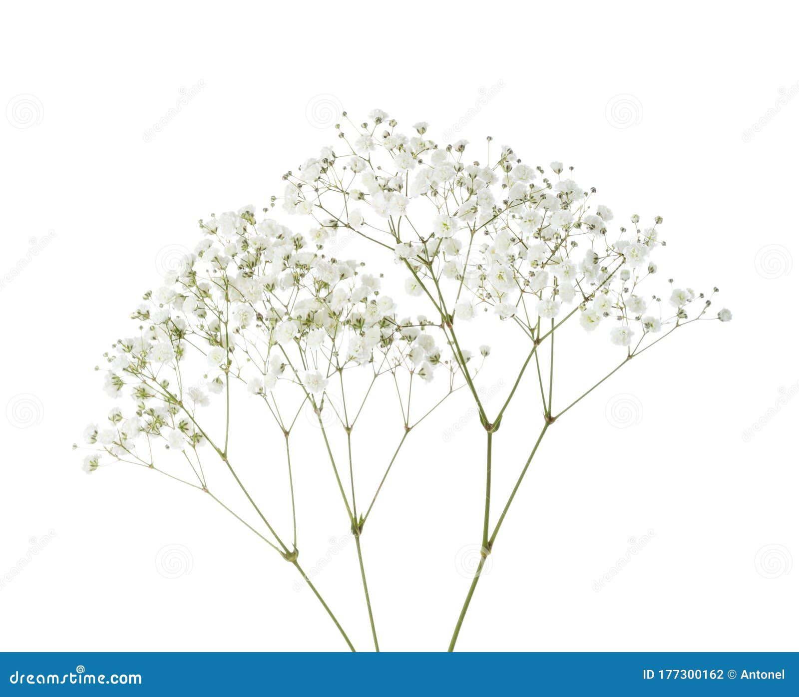 twigs with small white flowers of gypsophila baby`s-breath   on white background