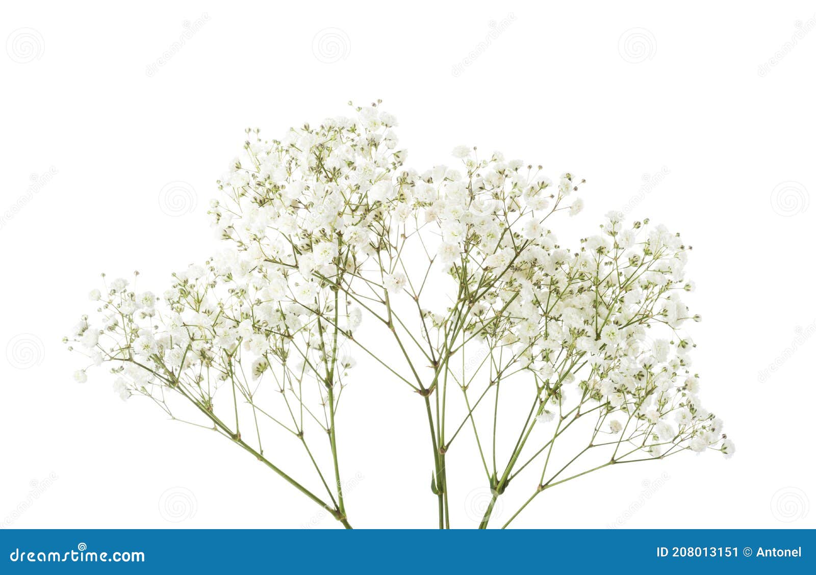 twigs with small white flowers of gypsophila baby`s-breath  on white background.  large depth of field  dof