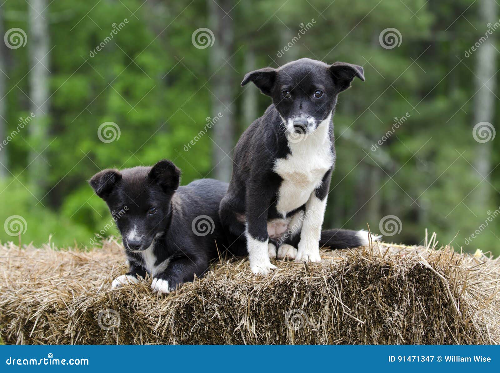 border collie corgi puppies