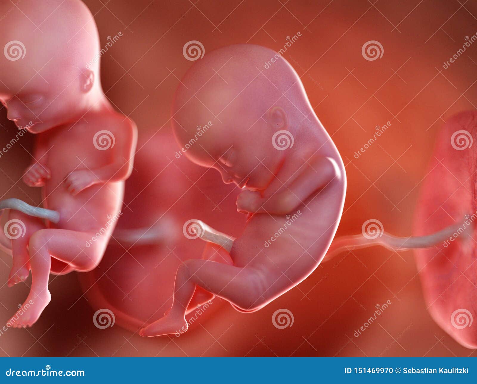 Twin fetuses week 15 stock illustration. Illustration of conception 151469970