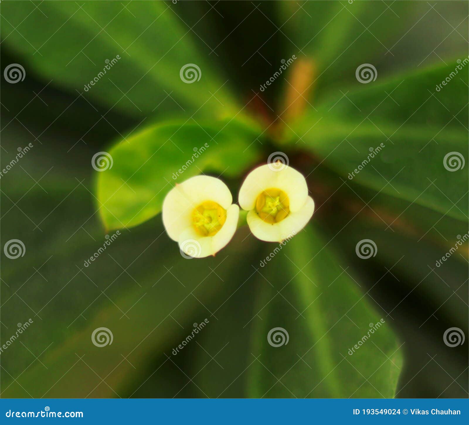 Twin flower and the plant stock photo. Image of nature 193549024