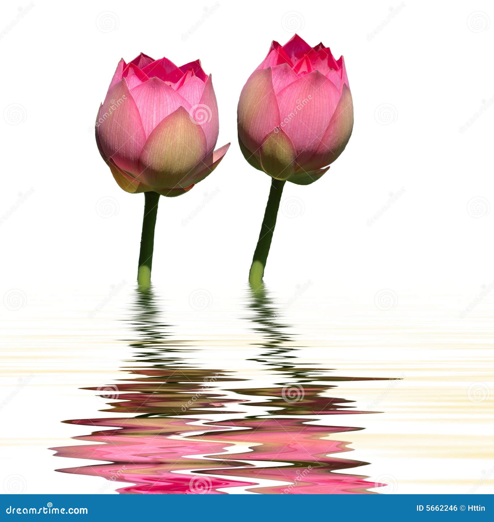 twin lotus water reflection