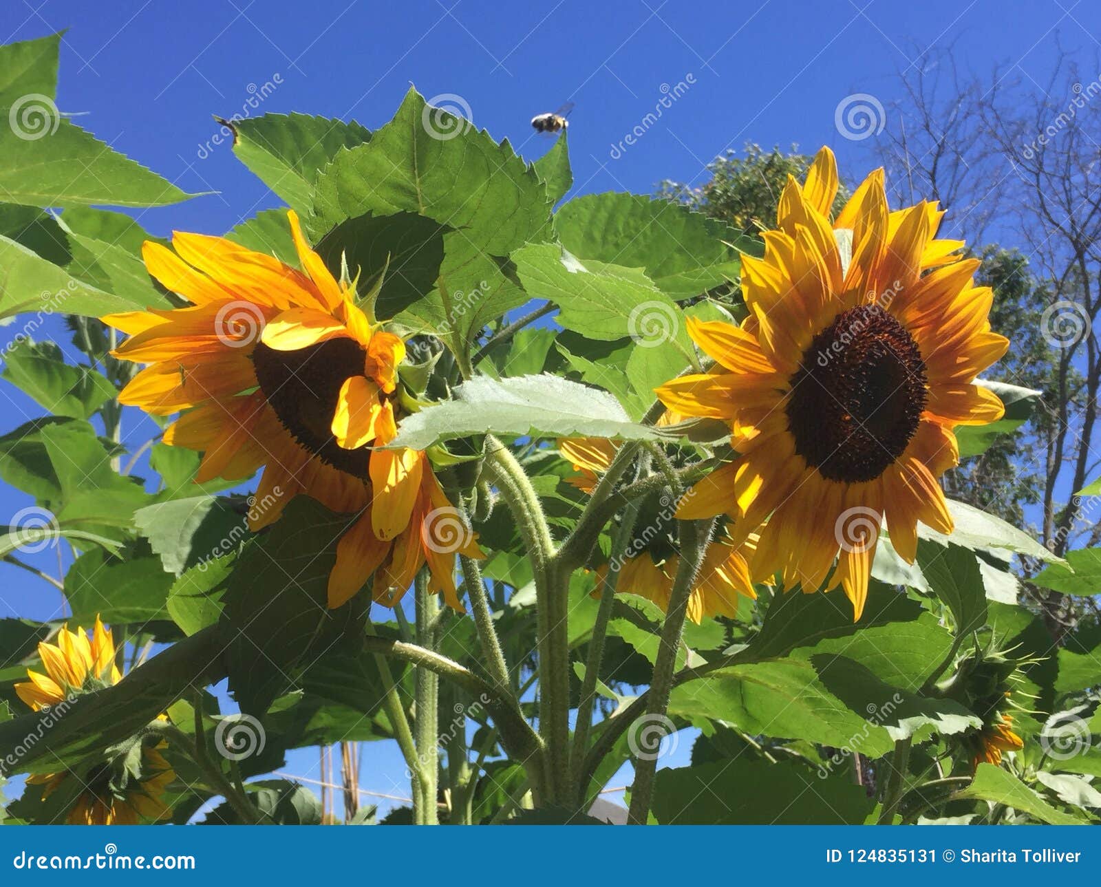 sunflower sisters series sunflower sisters series