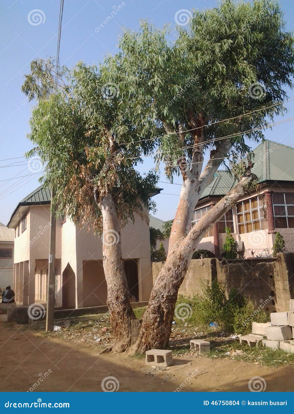 Twin Tree stock photo. Image of tree, barks, buildings 46750804