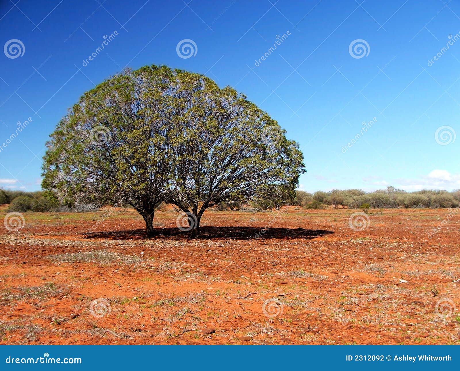 twin trees on stony plain
