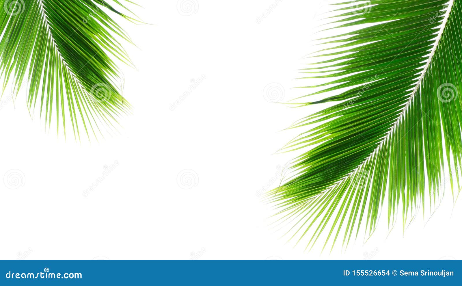 twins palms leaf  on white background.